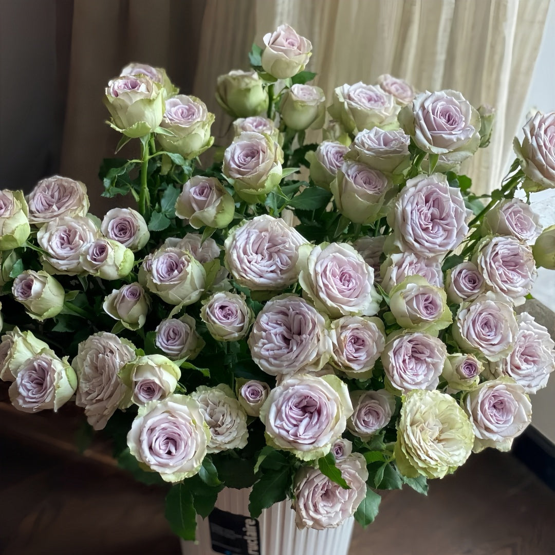 Notre Dame Rose