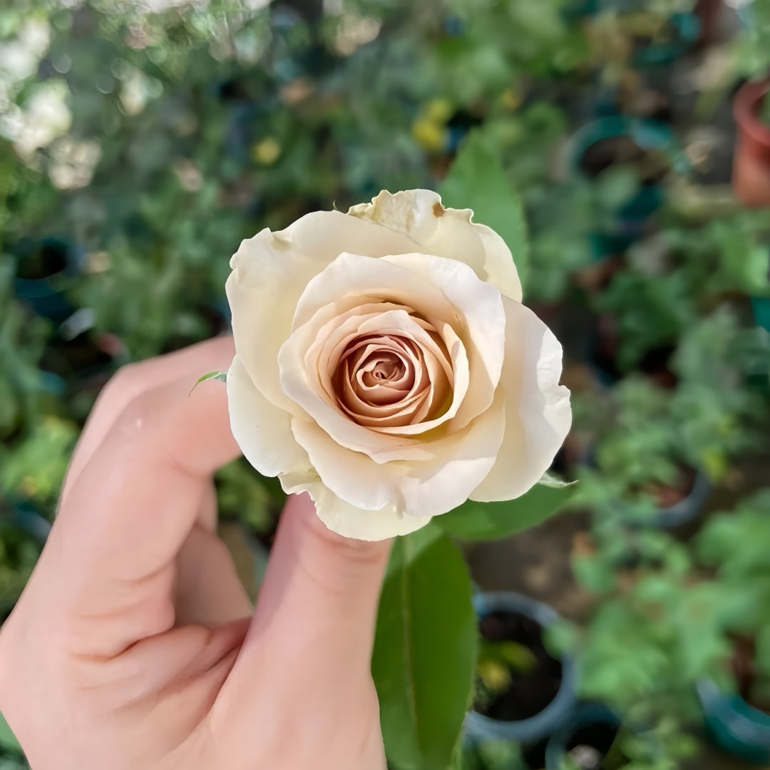 Notre Dame Rose