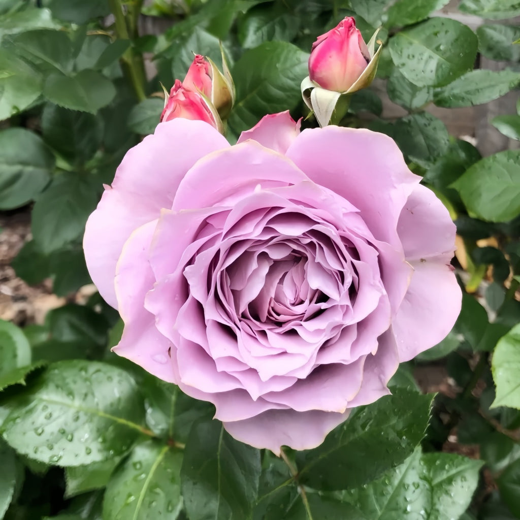 Novalis Rose-诺瓦利斯｜Germany Shrub Rose – Ergongzy Roses