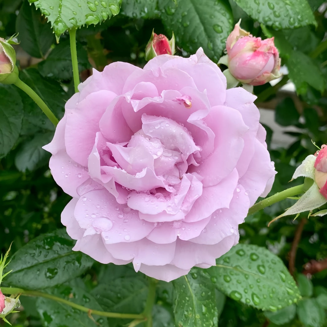 Novalis Rose-诺瓦利斯｜Germany Shrub Rose – Ergongzy Roses