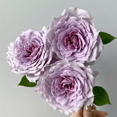Novalis Rose