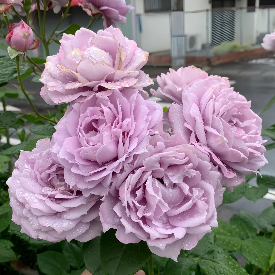 Novalis Rose