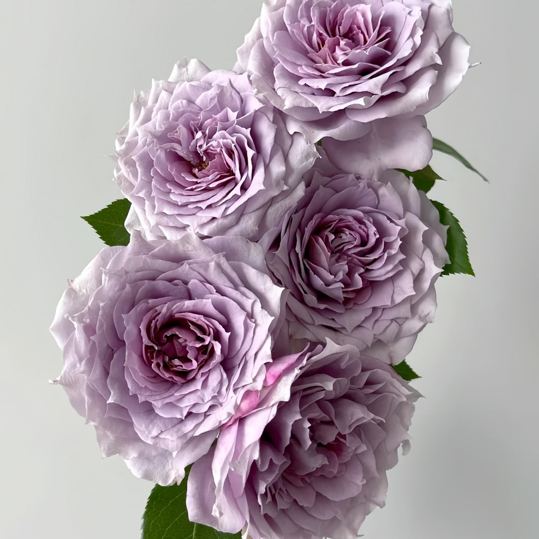 Novalis Rose