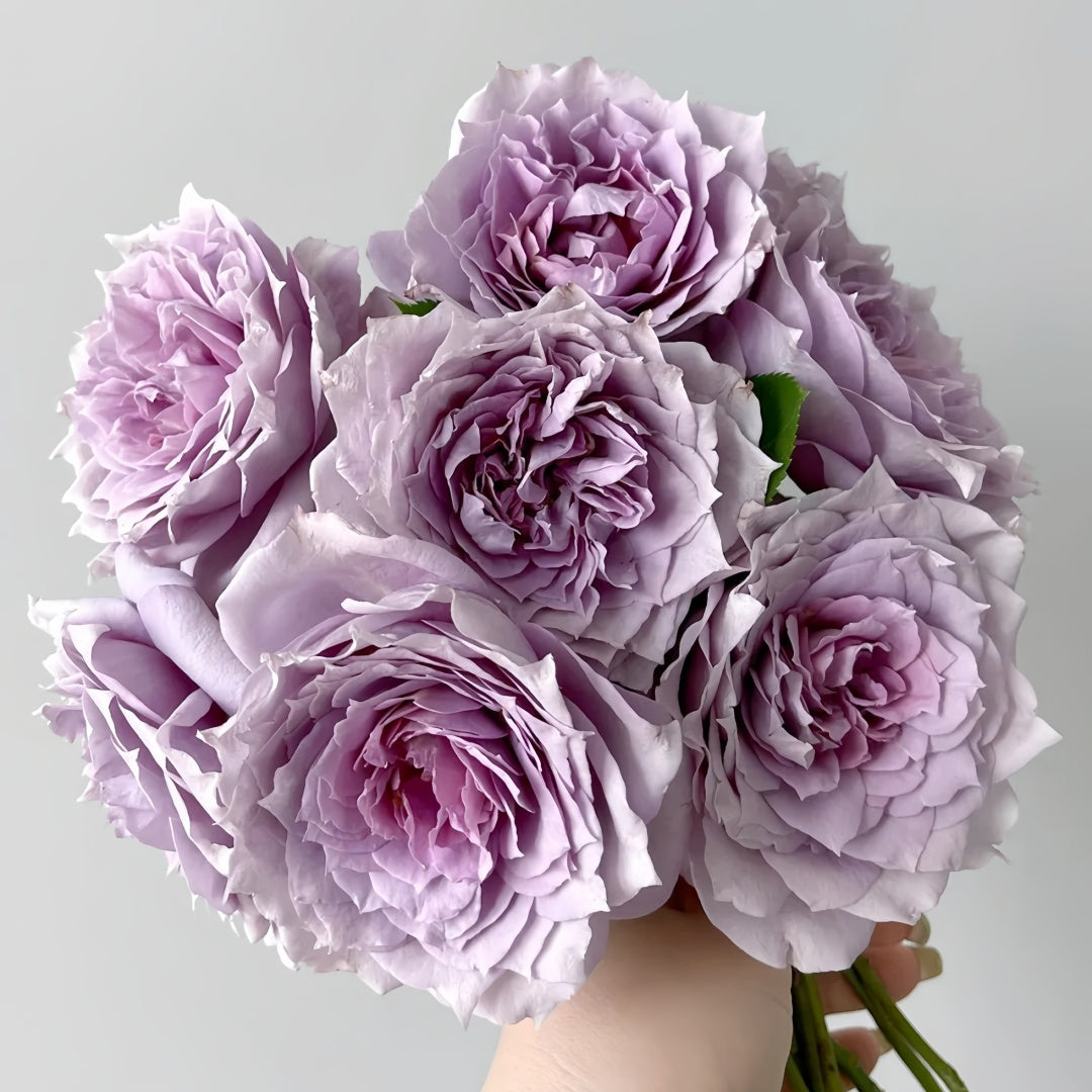 Novalis Rose