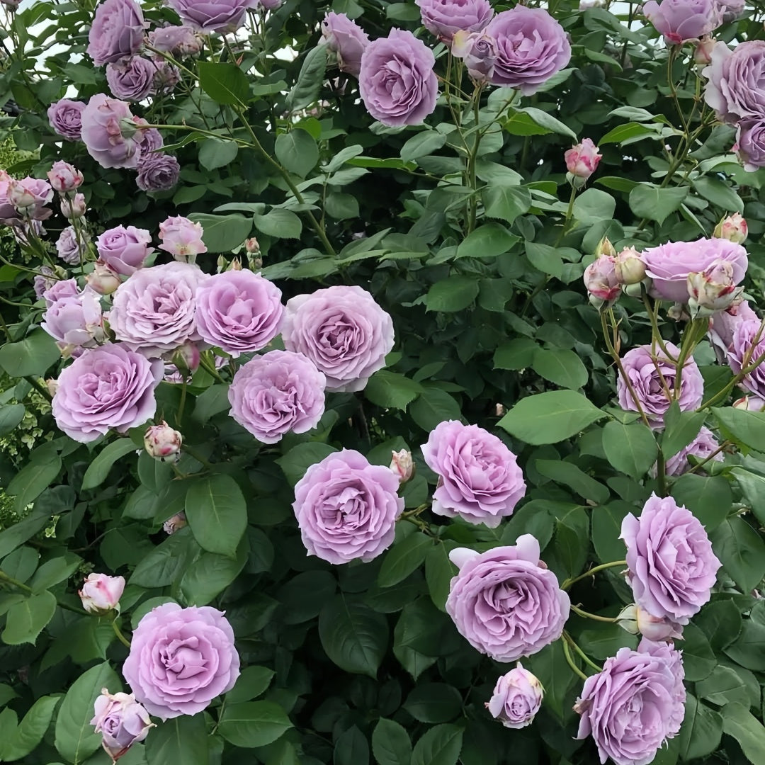 Novalis Rose