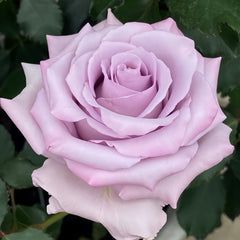 Ocean Song Rose