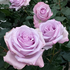 Ocean Song Rose