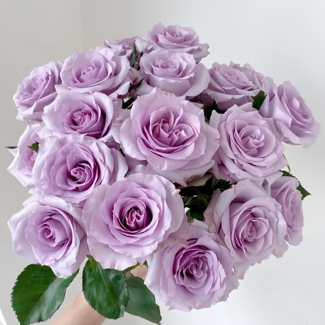 Ocean Song Rose-海洋之歌｜ Germany Cut Rose – Ergongzy Roses