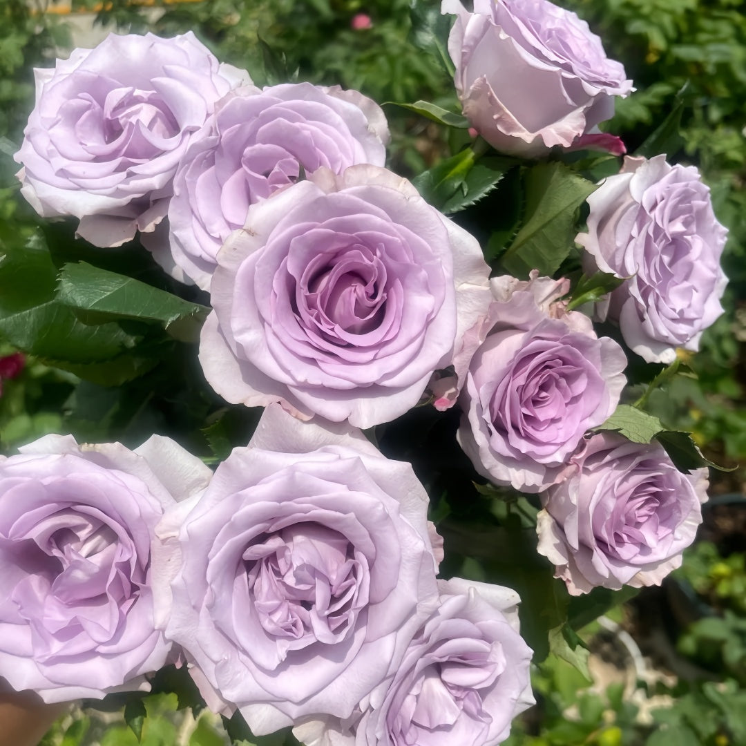 Ocean Song Rose