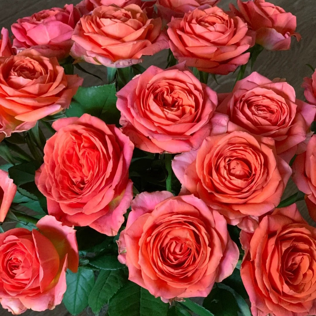 Orange Light Rose