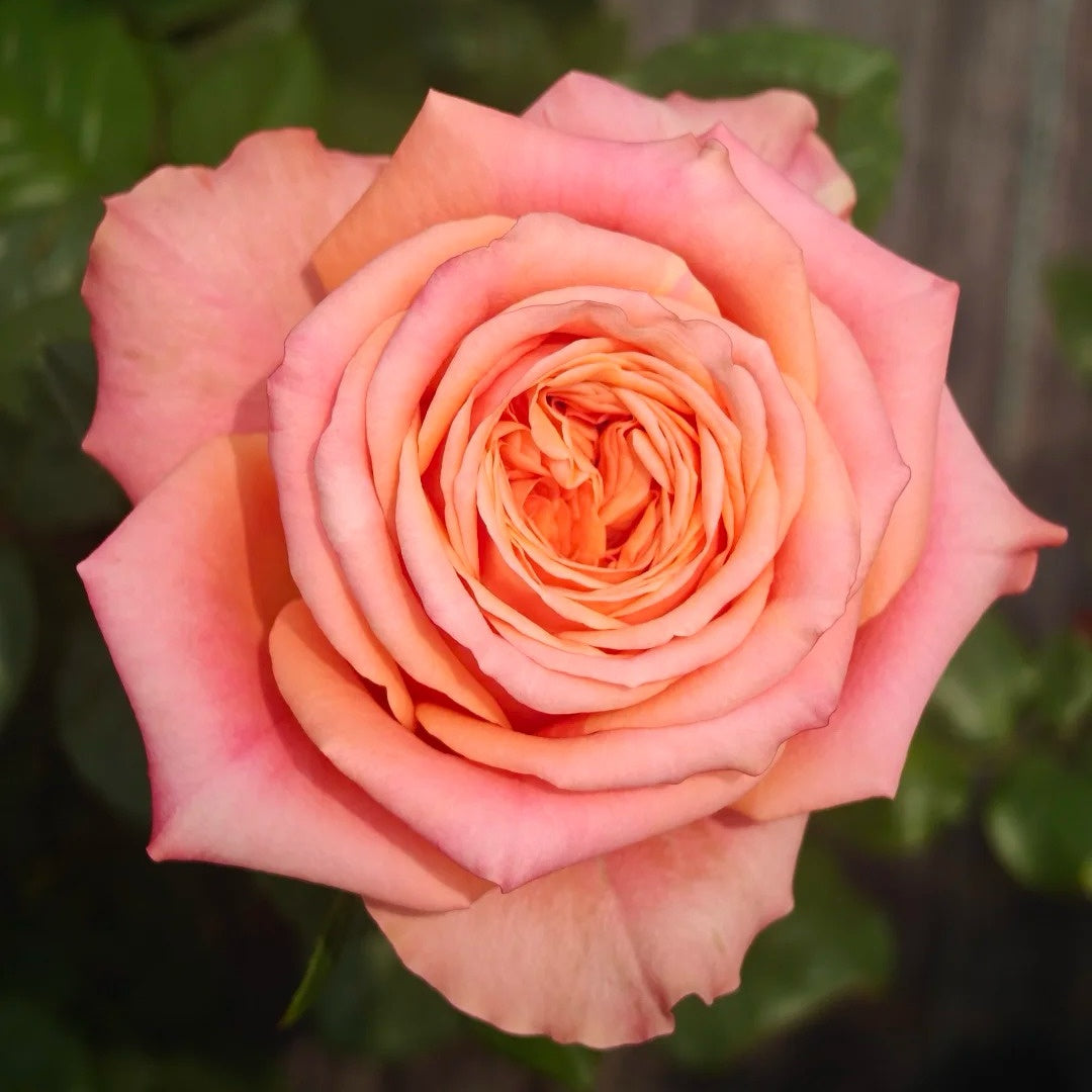 Orange Light Rose