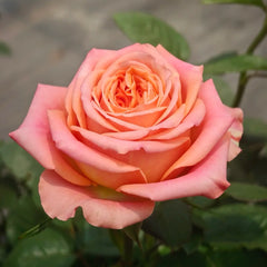 Orange Light Rose