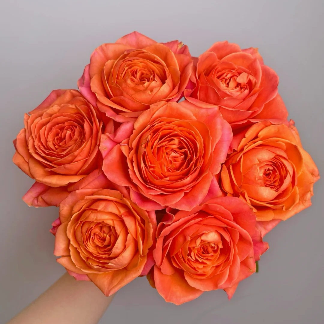 Orange Light Rose