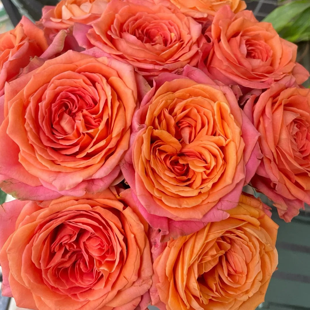 Orange Light Rose