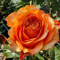 Orange Wave Rose