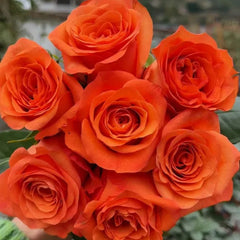 Orange Wave Rose