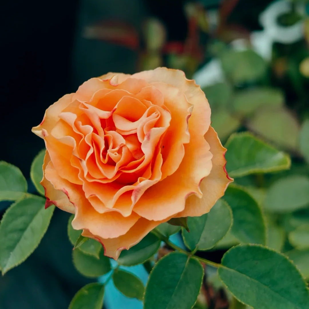 Orange Wave Rose
