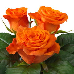 Orange Wave Rose