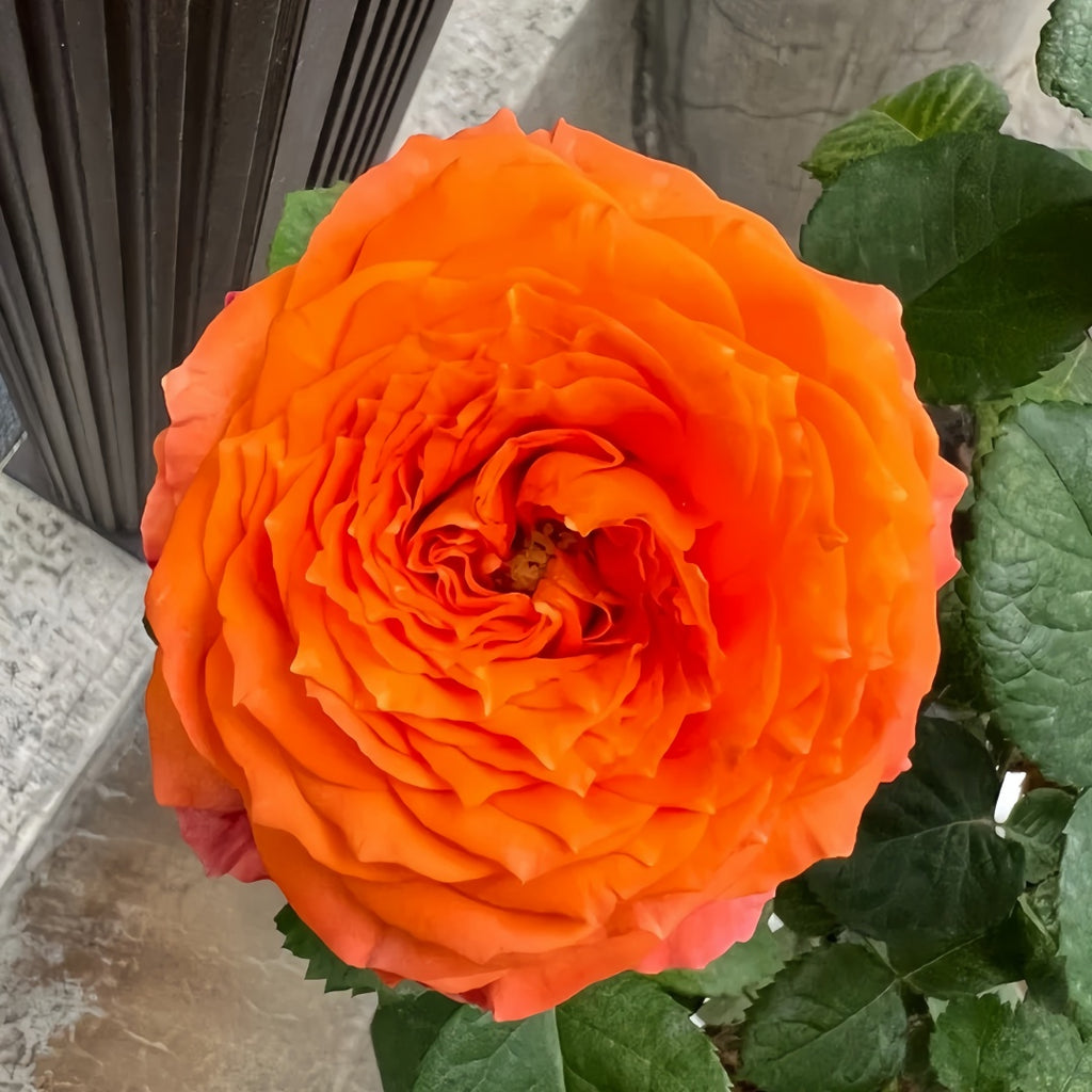 ロマンティックER Orange Romantic Rose-浪漫橙色｜France Shrub Rose – Ergongzy Roses