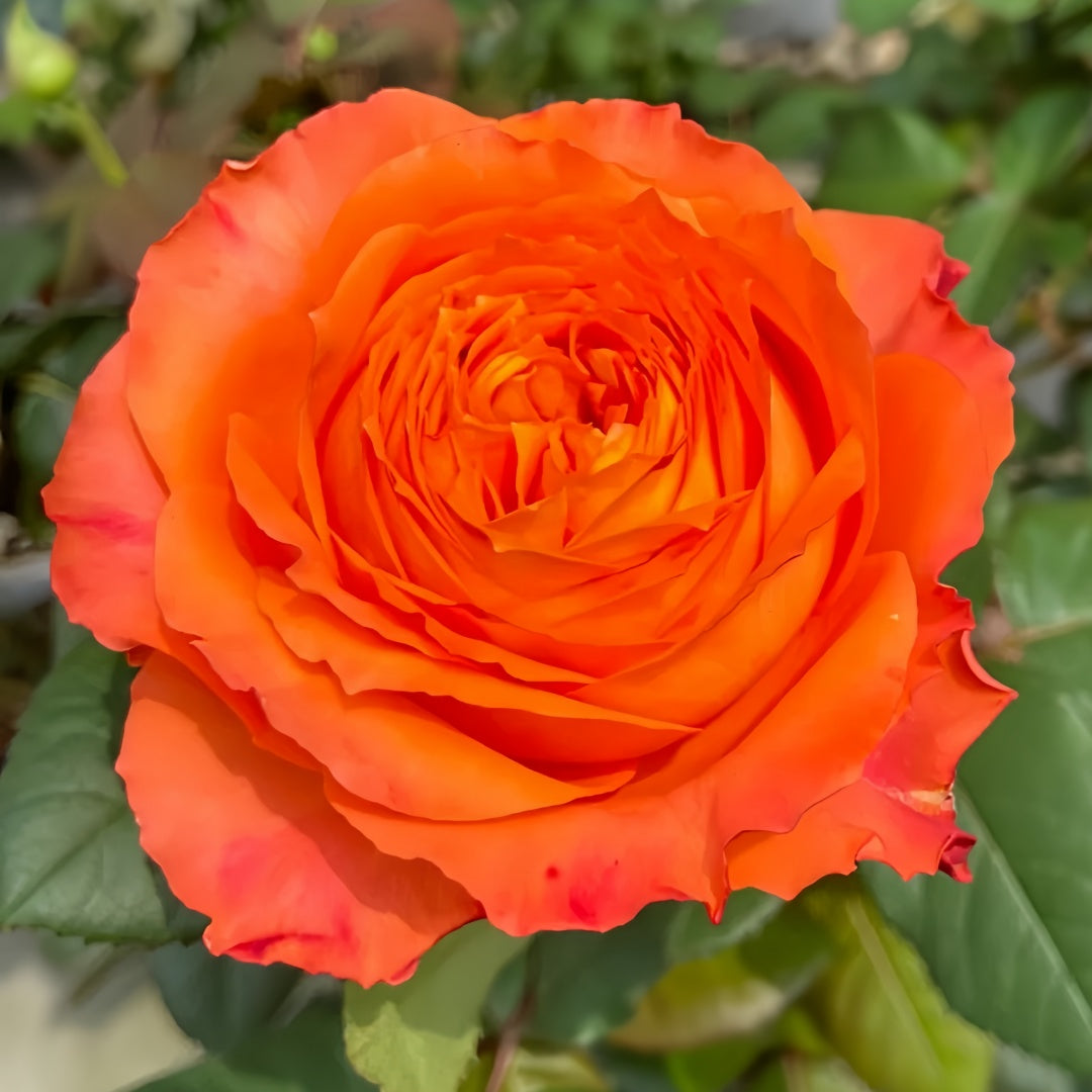 Orange Romantic Rose