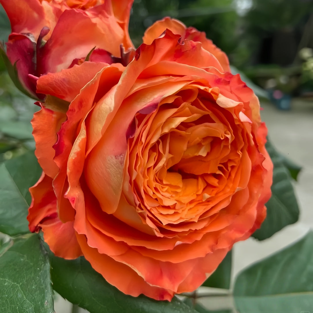Orange Romantic Rose
