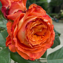 Orange Romantic Rose