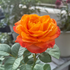 Orange Romantic Rose