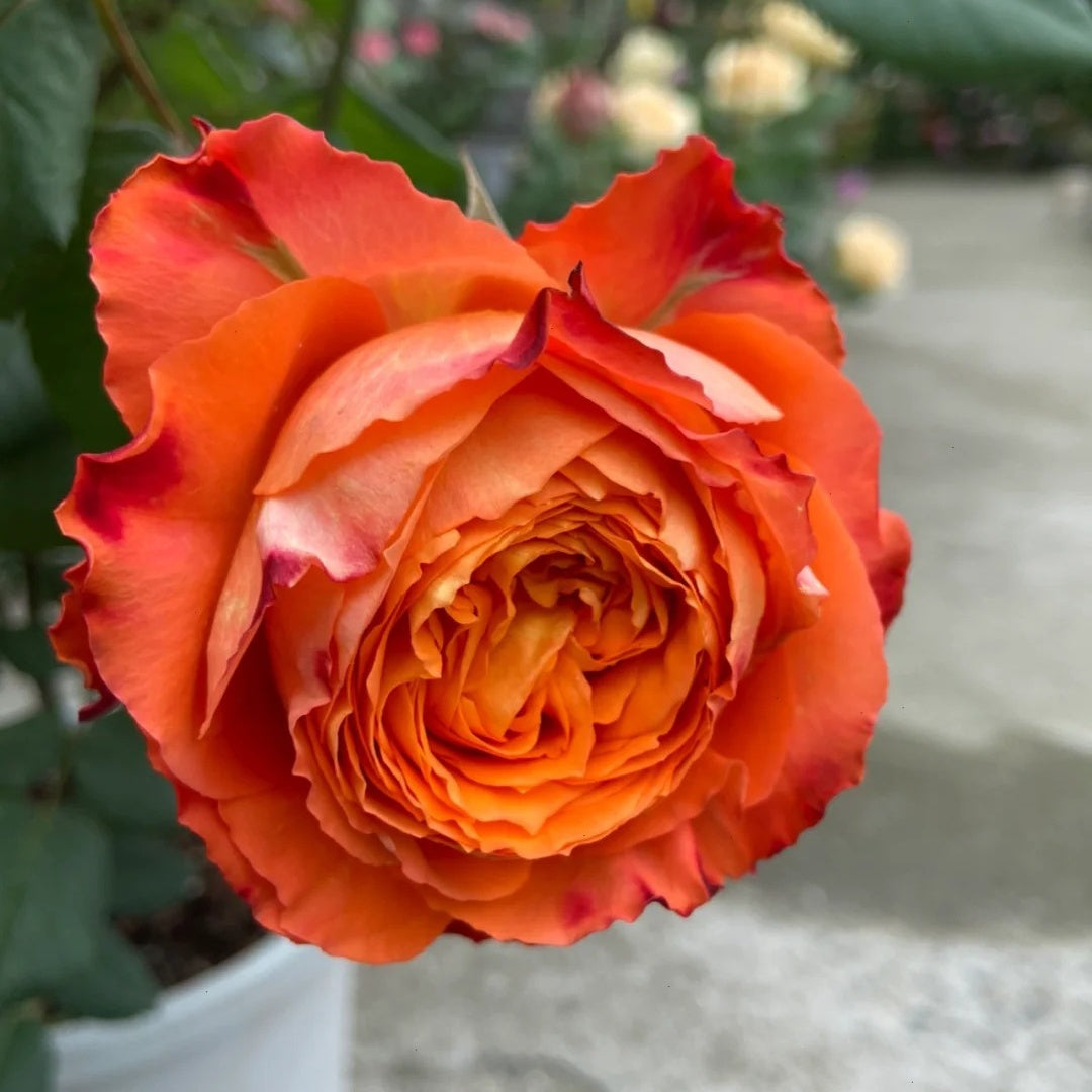 Orange Romantic Rose