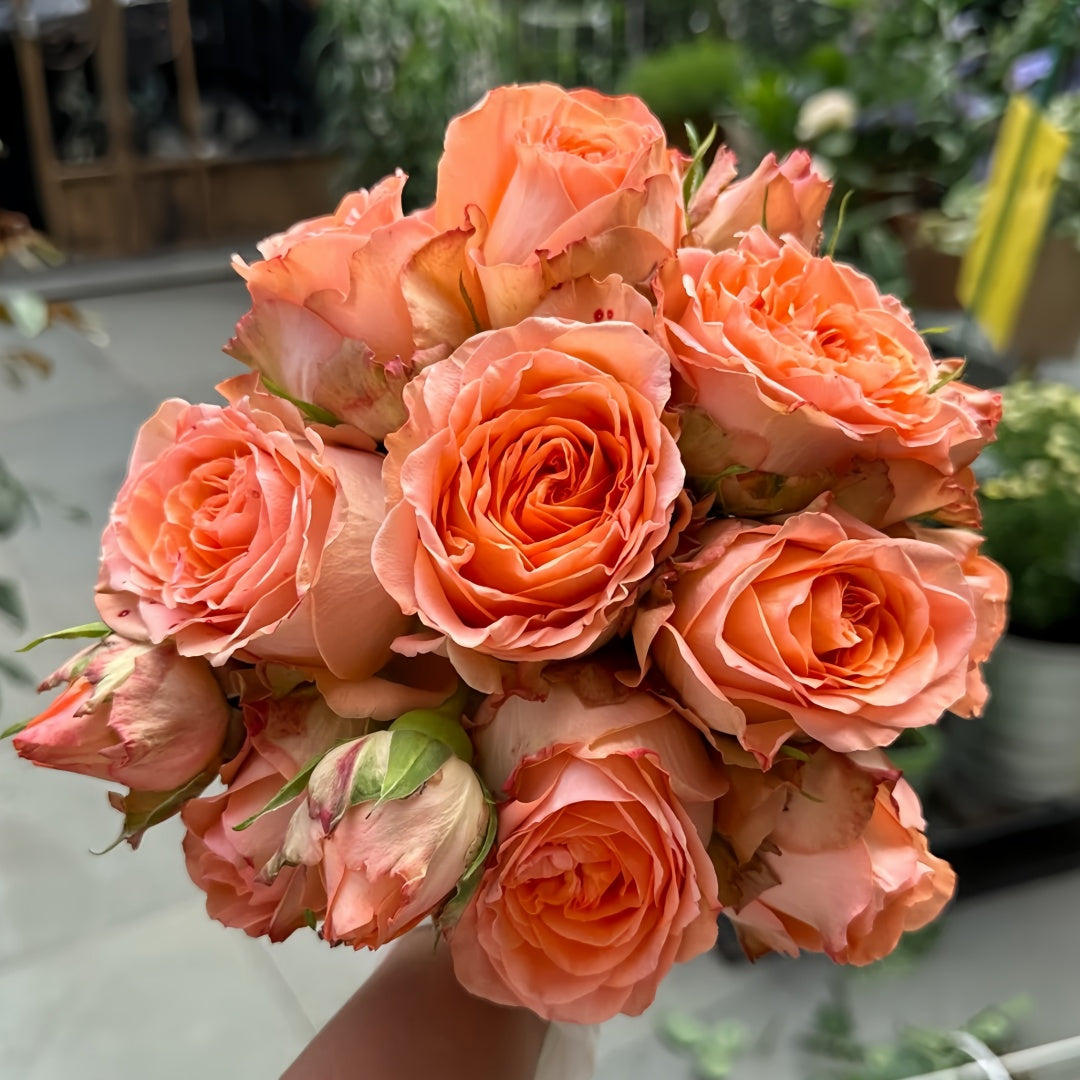 Orange Romantic Rose