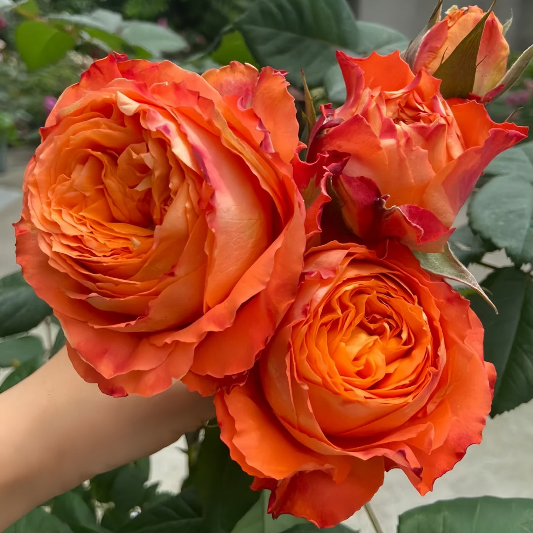 Orange Romantic Rose
