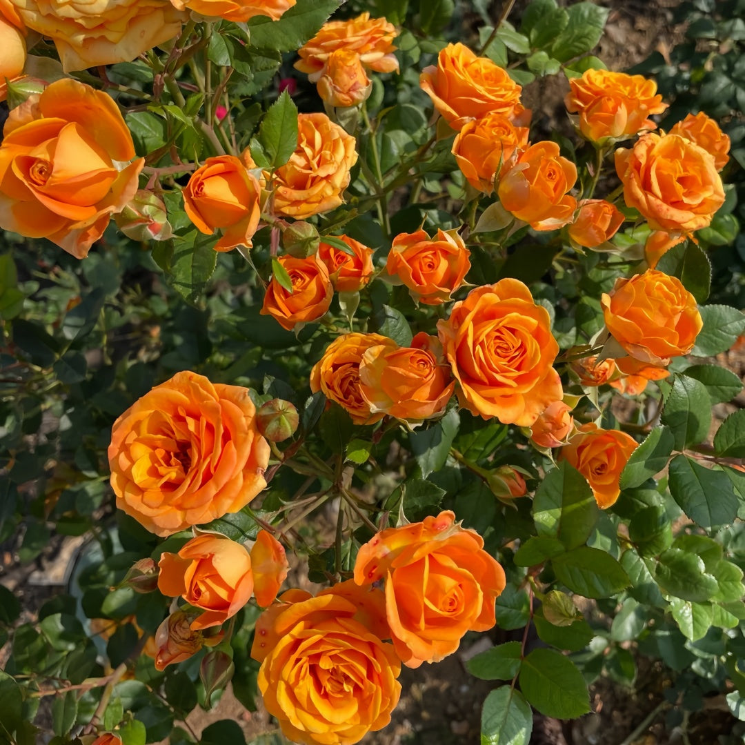 Orange Romantic Rose