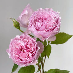 Organtino Rose