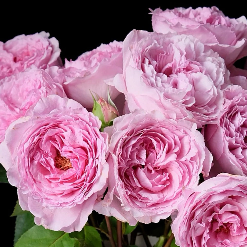 Organtino Rose