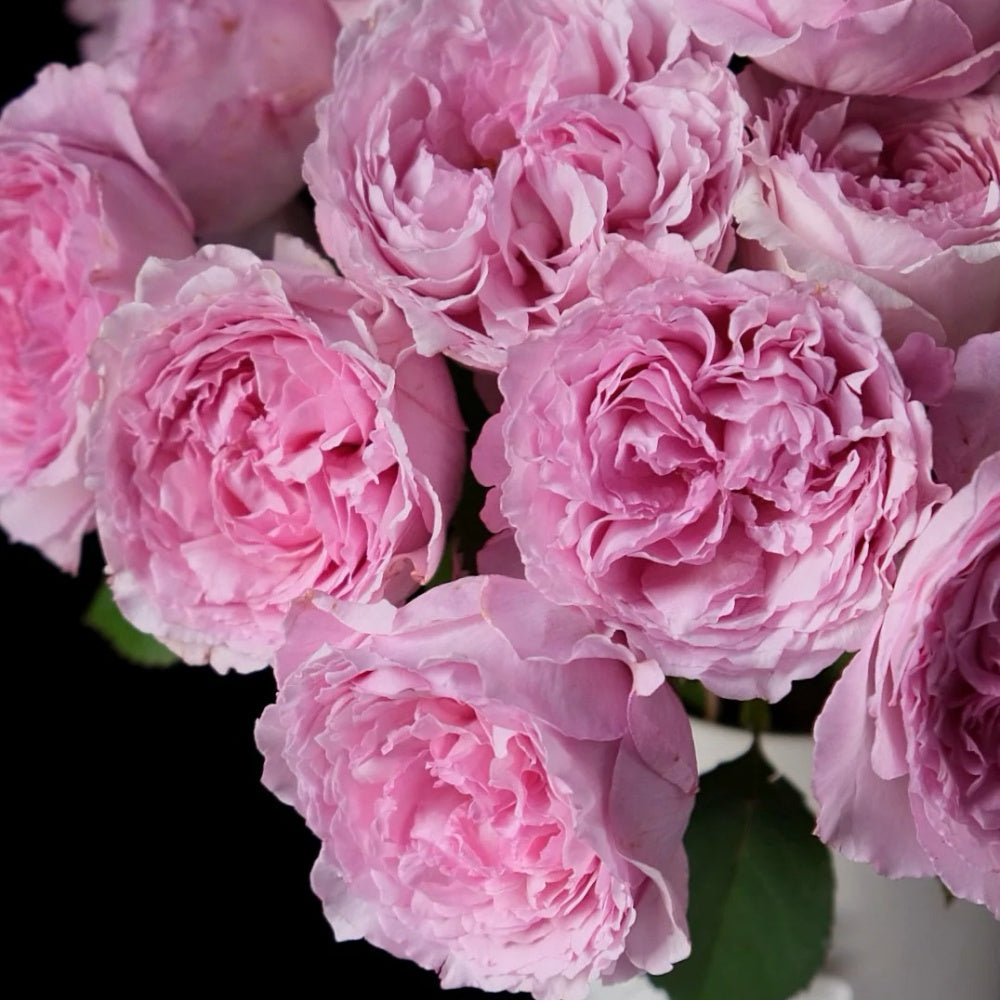 Organtino Rose