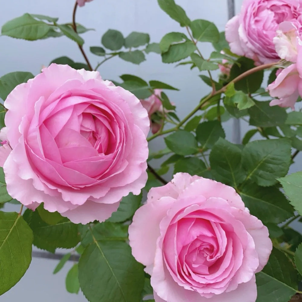 Organtino Rose