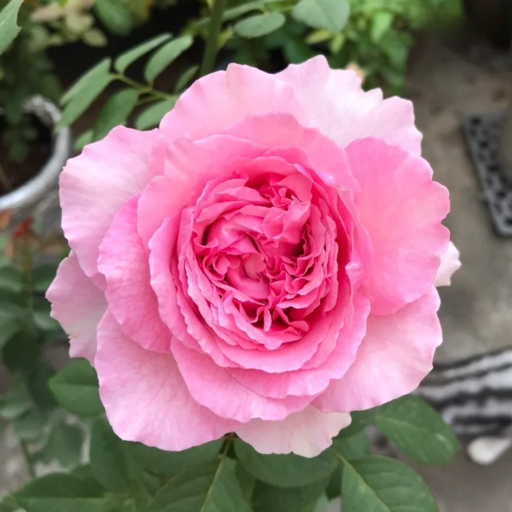 Organtino Rose