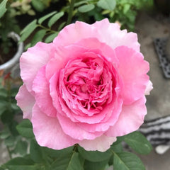 Organtino Rose