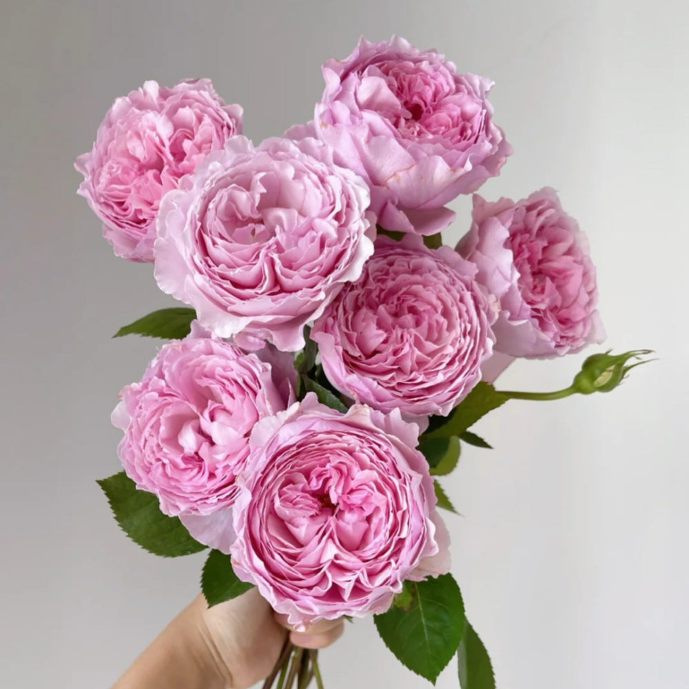 Organtino Rose