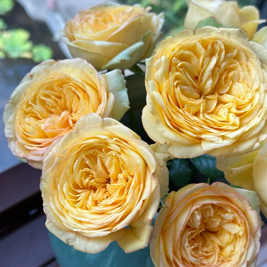 Osmanthus Chestnut Pastry Rose