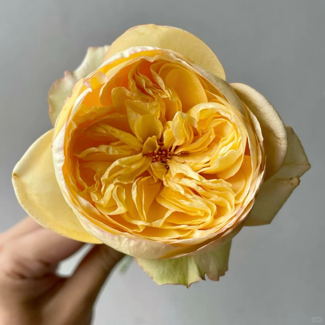 Osmanthus Chestnut Pastry Rose
