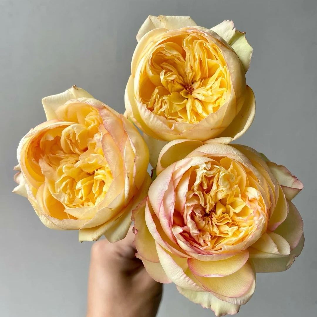 Osmanthus Chestnut Pastry Rose