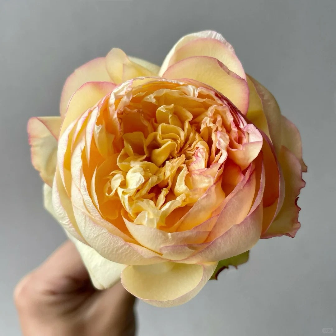 Osmanthus Chestnut Pastry Rose