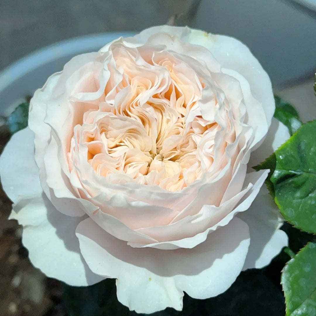 Paradise Beach Rose
