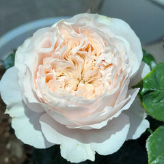 Paradise Beach Rose