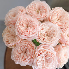 Paradise Beach Rose