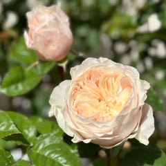 Paradise Beach Rose-沙滩乐园｜Dutch Shrub Rose – Ergongzy Roses
