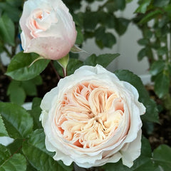 Paradise Beach Rose-沙滩乐园｜Dutch Shrub Rose – Ergongzy Roses