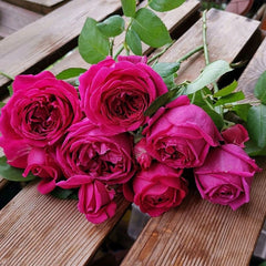 Pas de deux Rose
