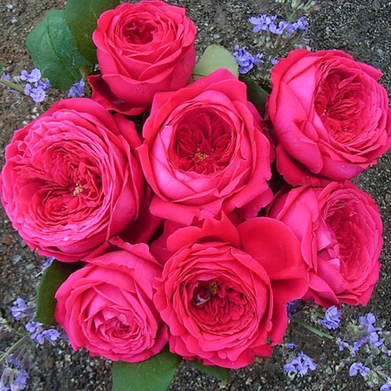 Pas de deux Rose