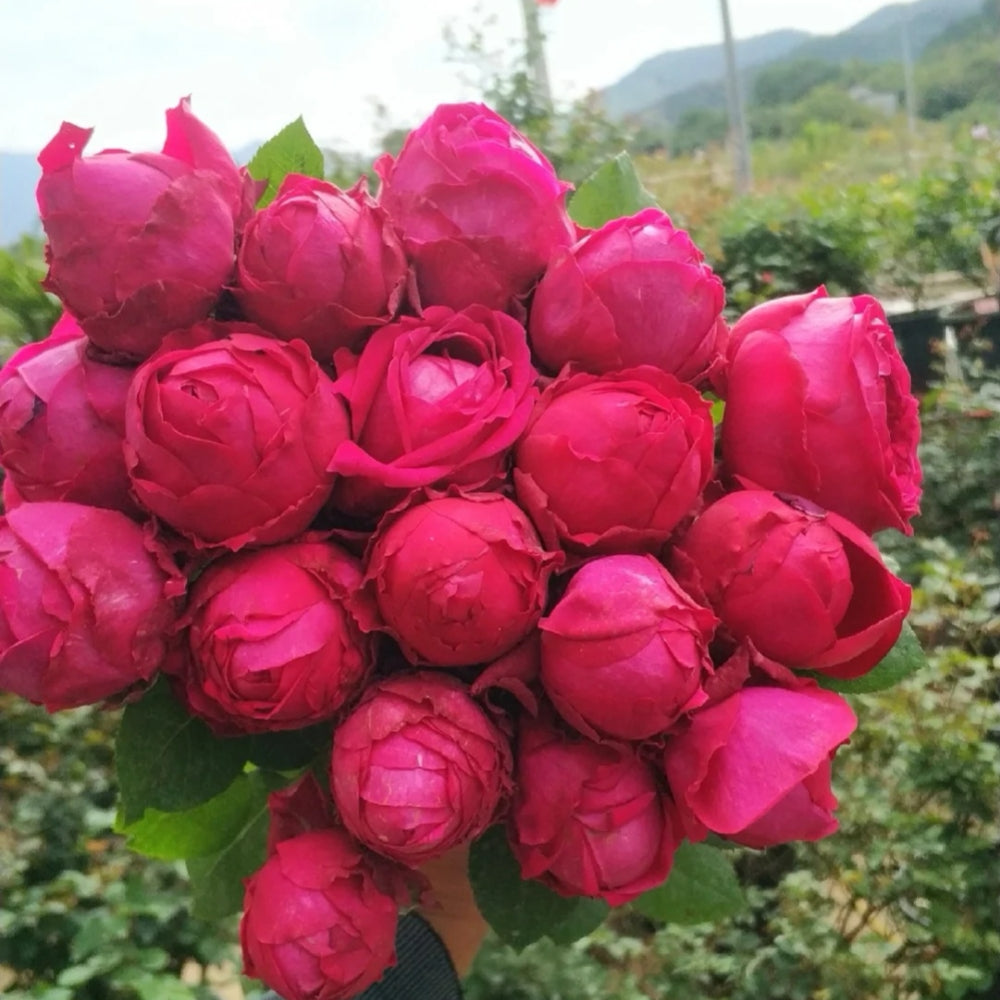 Pas de deux Rose